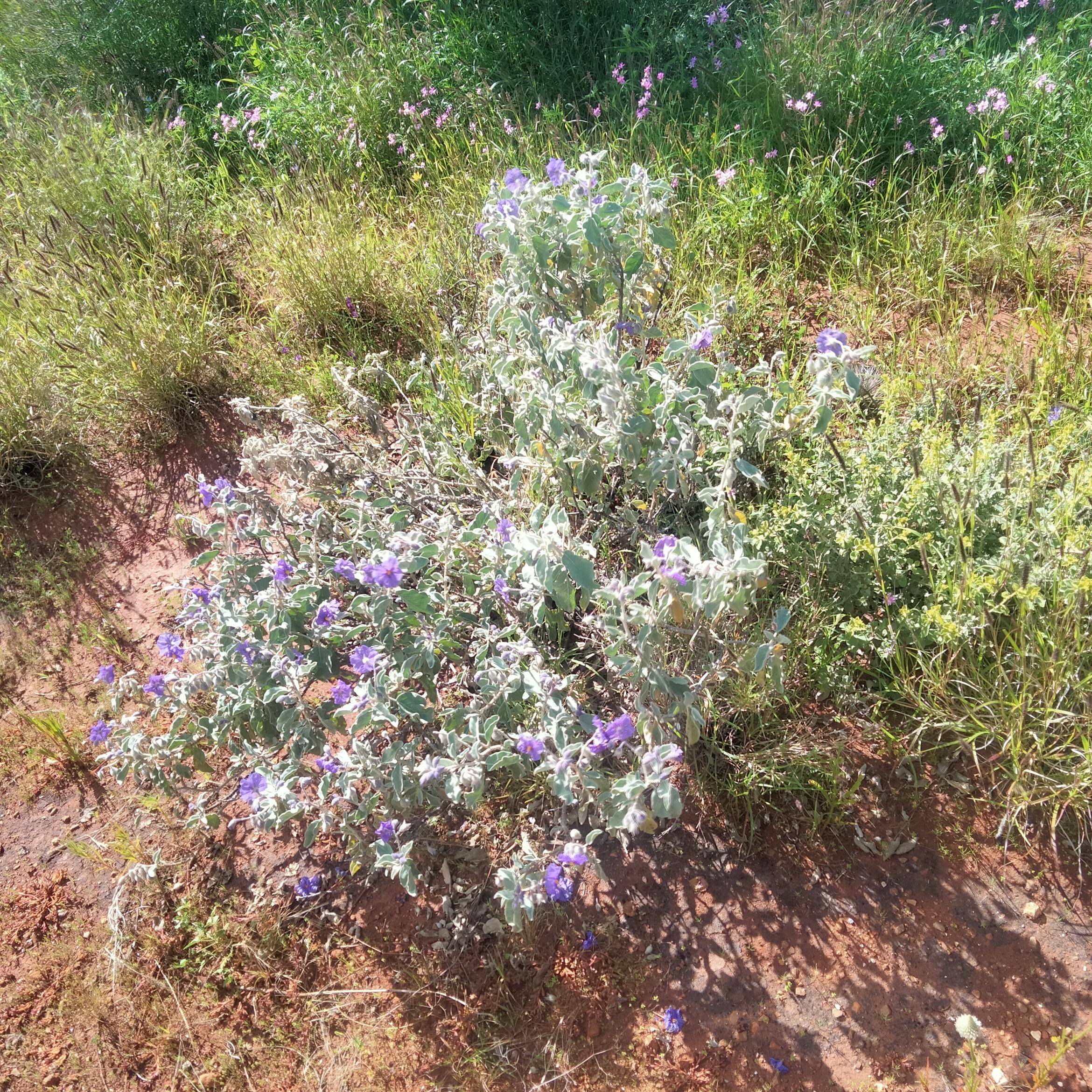 Image for 
