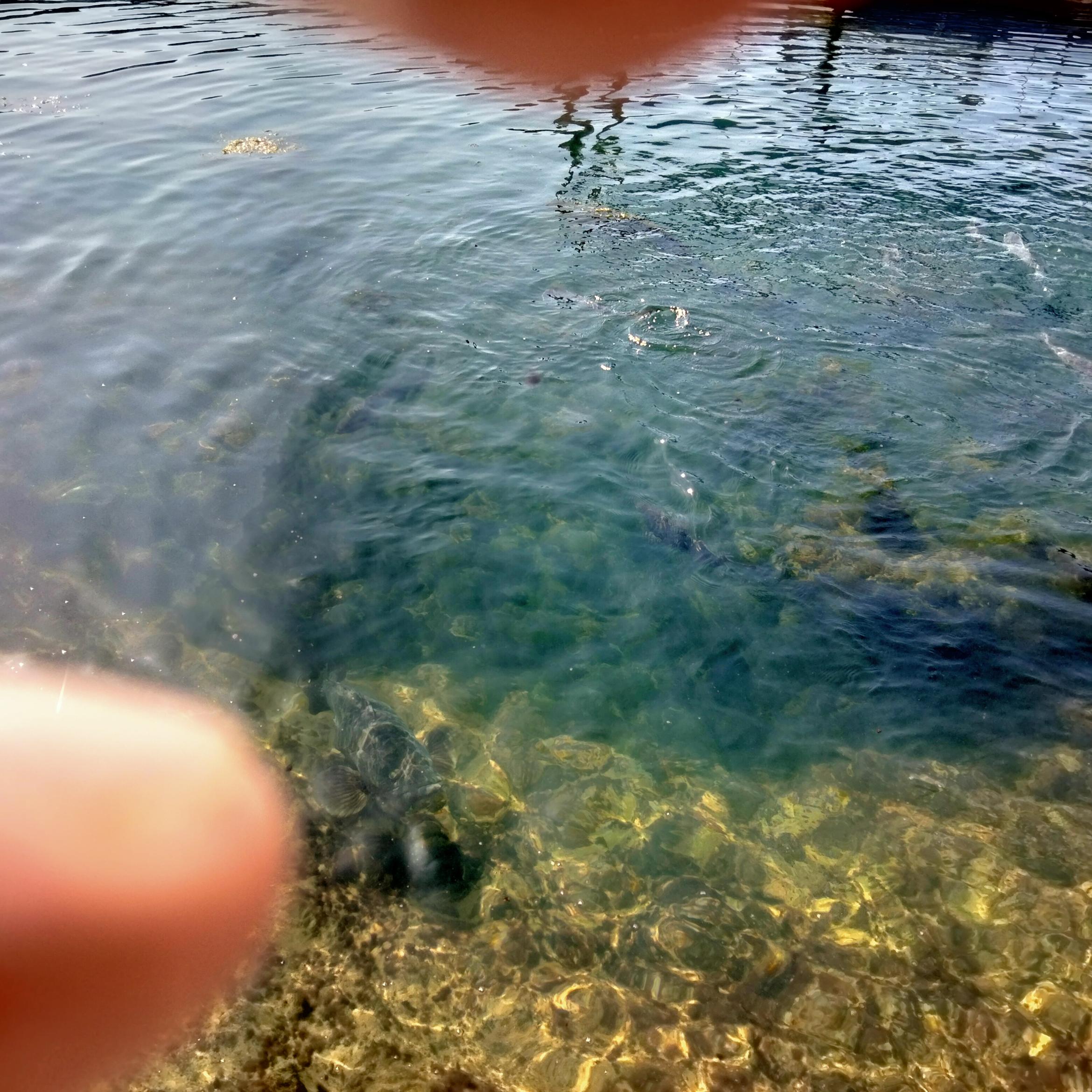 Image for 