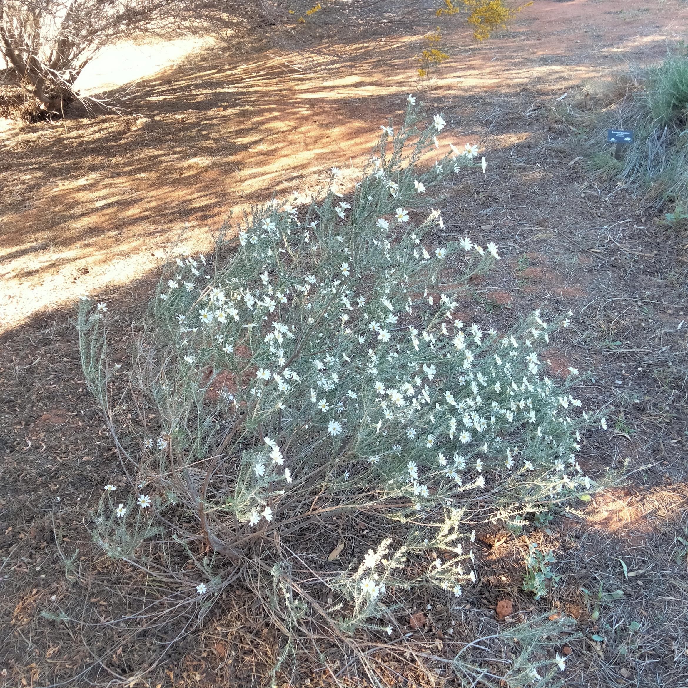 Image for 