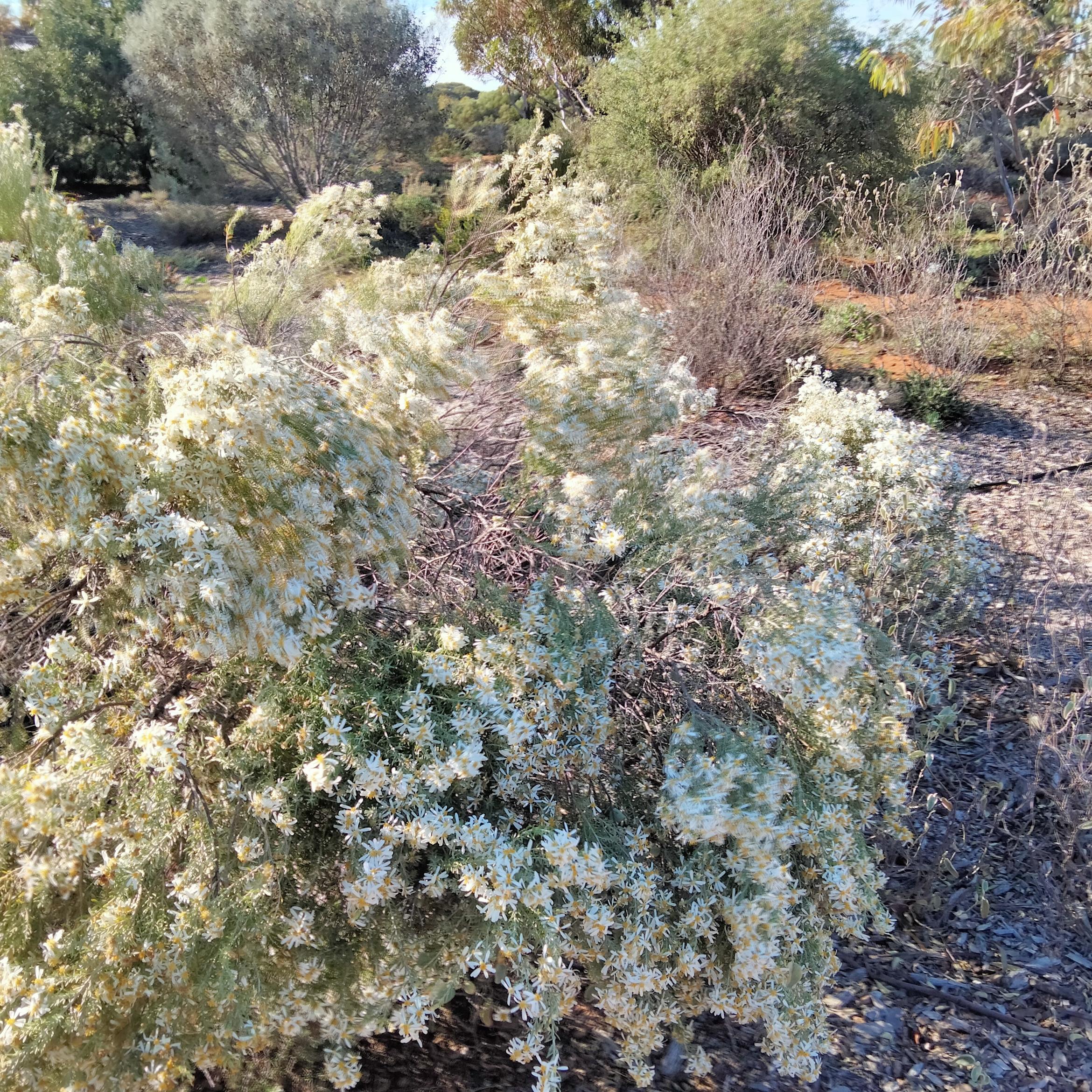 Image for 