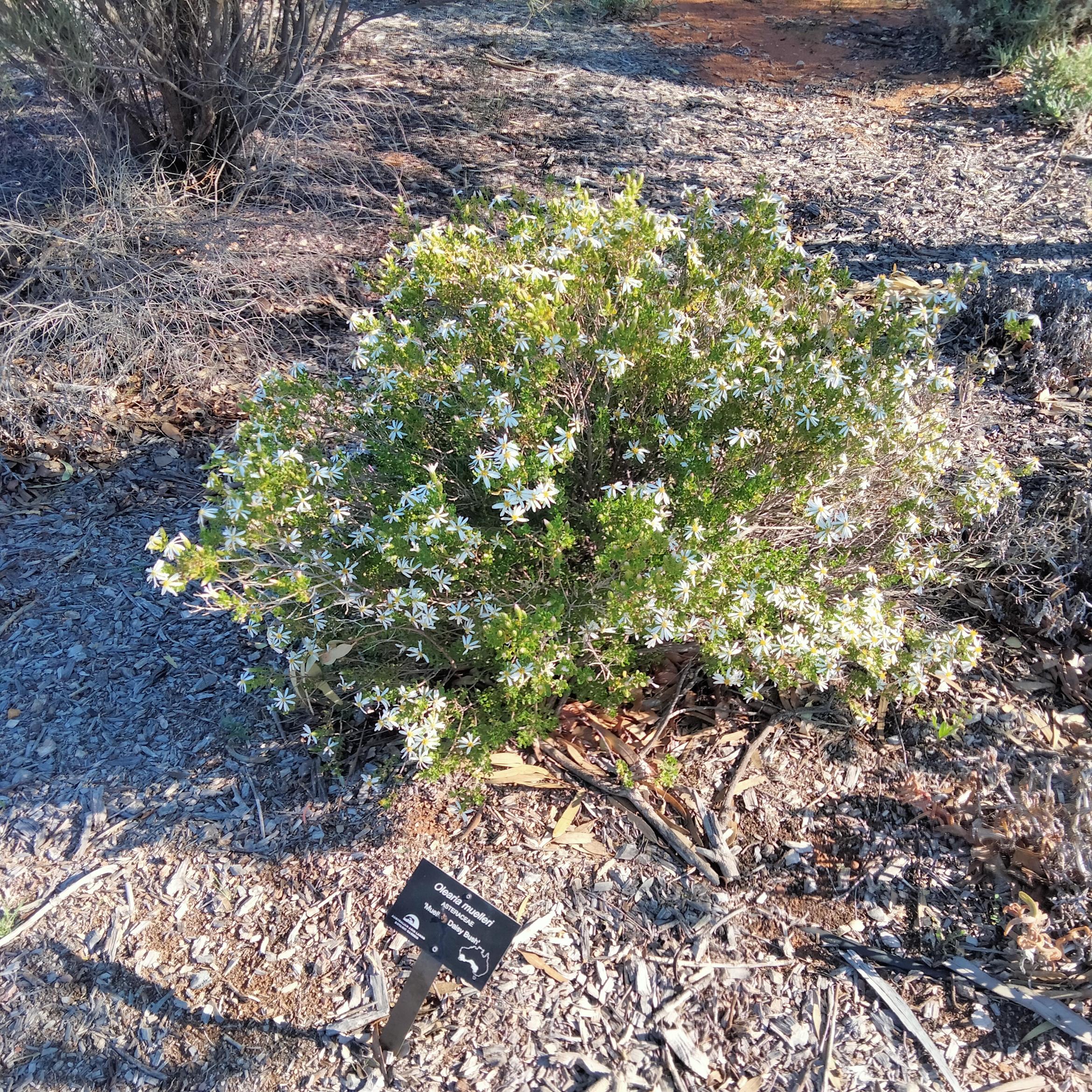 Image for 