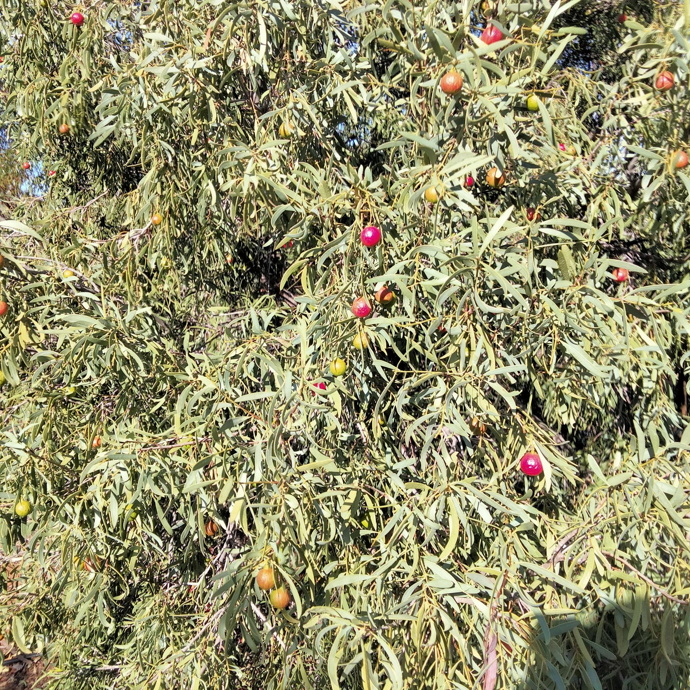 Image for 